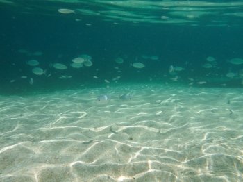 Shots of the beautiful underwater world of Sardinia