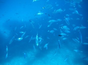 Shots of the beautiful underwater world of Sardinia