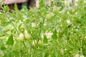 Thickets of tomatoes with green fruit is not ripe. Growing tomatoes on a country or a plot