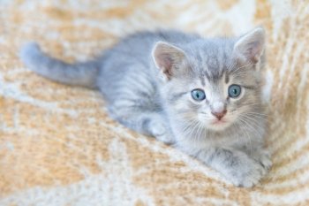 Gray fluffy kitten with blue eyes looking at the camera