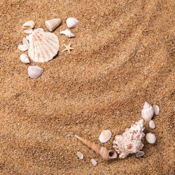 background of various shells on sand. Top view. frame from various shells on sand