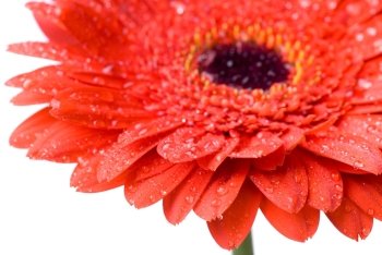 Macro of red daisy-gerbera head with water drops isolated on white
