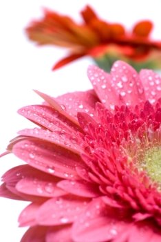 Pink daisy-gerbera with water drops isolated on white