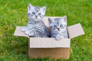 Young british shorthair black silver tabby cats in cartboard box on grass
