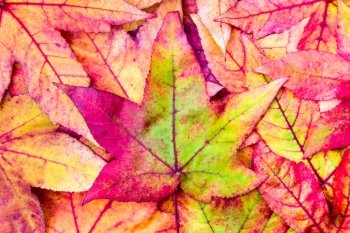 stack of colorful maple leaves in red green and yellow autumn colors