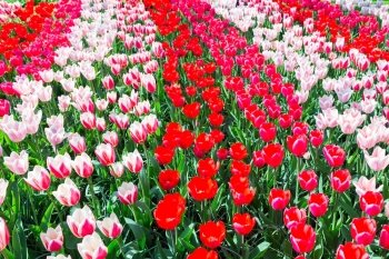 Tulip field with various red tulips in rows in Keukenhof Holland