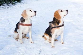 Two hunting dogs sitting together in snow during winter season