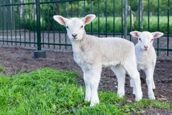 Two little white lambs standing in green grass on sunny day in spring