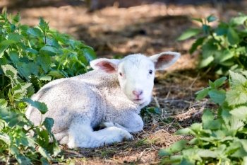 Lying lamb between nettle plants in spring season