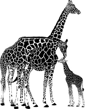 Adult giraffes and baby giraffe