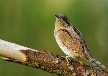 Poland in May.Male of Wryneck sitting on the branch and is expecting the rival on his territory.