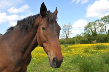 Horse Head Portrait in a summer meadow