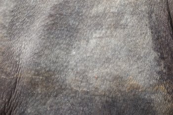 rhino skin background