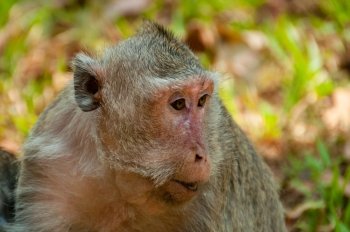 Face of grey monkey macaque. Face of grey monkey macaque at angkor wat