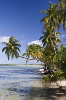 A small tropical island in Aitutaki Lagoon in the Cook Islands in the South Pacific.