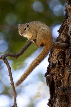 African Tree Squirrel (Paraxerus cepapi) in the Okavango Delta in Botswana