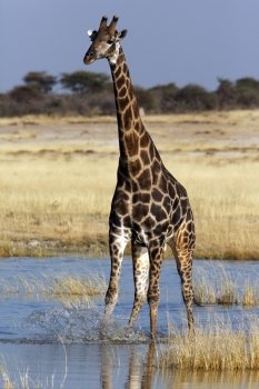 A Giraffe (Giraffa camelopardalis) at a waterhole in Etosha National Park in Namibia