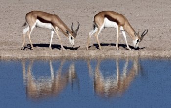 Two young male Springbok (Antidorcas marsupialis) near a fly covered waterhole in Etosha National Park in Namibia