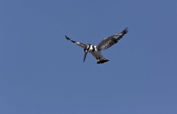 A Pied Kingfisher (Ceryle rudis) hovering in Chobe National Park in Botswana