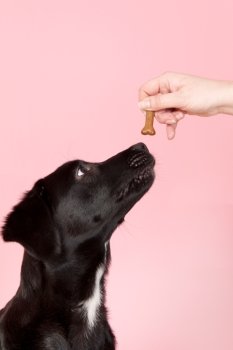 Cross breed dog is getting a cookie as reward