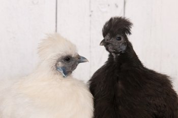 Black and white silkies chickens in henhouse