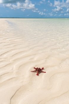 A wonderful Red starfish in zanzibar,Indian Ocean.