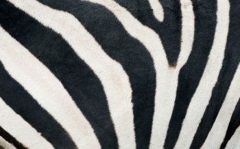background textured of  zebra skin
