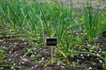 growing green onions and blackboard nameplate before it. growing green onions and nameplate