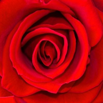 beautiful close up red rose 