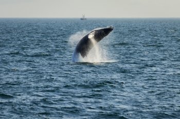 Whale breaching water in front of a fishermen boat.