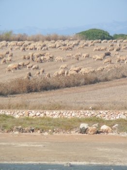 Sheeps in Sardinia. Sheeps at Mari Ermi, Sardinia, Italy