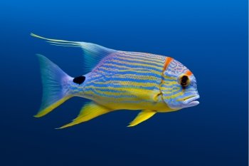 Sea life: exotic tropical coral reef  fish, sailfin snapper (Symphorichthys spilurus) on natural blue background