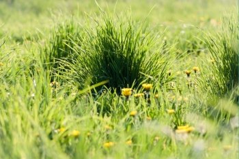 Green grass sunny meadow