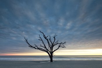 Old tree near the ocean at cloudy sunset