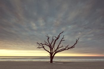 Vintage style photo of old tree near the ocean at cloudy sunset