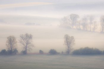 Trees on the spring fields at misty morning