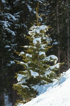 Winter mountain forest and beautiful fir tree in front, Austria.