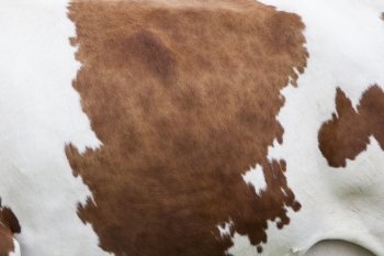side of cow with red pattern on white hide