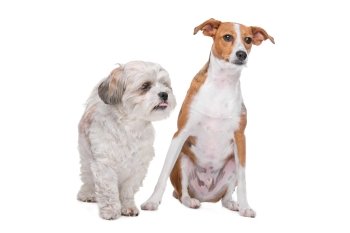 two mixed breed dogs in front of a white background. mix shih tzu and maltese and a mix podenco dog in front of a white background