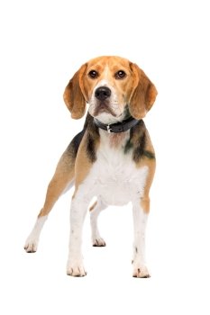 beagle dog standing. beagle dog standing in front of a white background