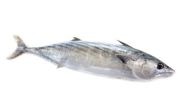 fresh bonito in front of white background