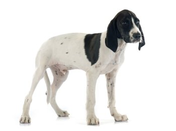 puppy Braque d’Auvergne in front of white background