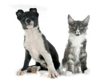 puppy border collier and maine coon kitten in front of white background