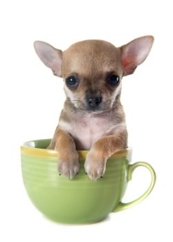 puppy chihuahua in bowl  in front of white background