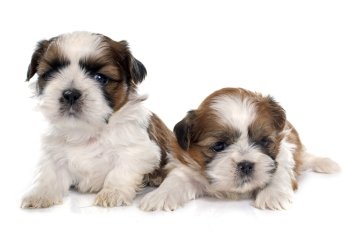 two puppies shitzu in front of white background