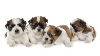 four puppies shitzu in front of white background
