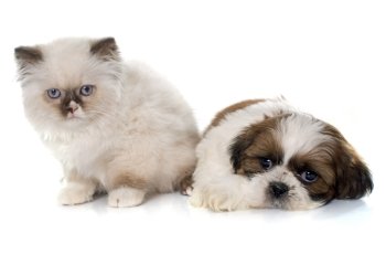 british longhair kitten and puppy in front of white background