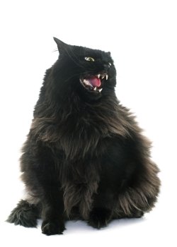 angry black cat in front of white background