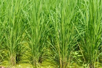 Green rice field background. Green rice field background with young rice plants