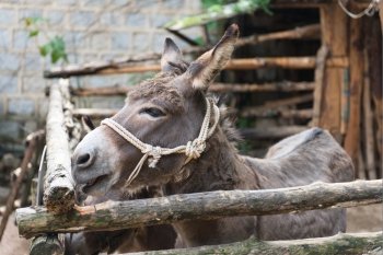 Donkey. Grey donkey in tis enclosure with rope around the head as halter